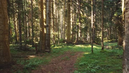 Dense green forest with sunlight