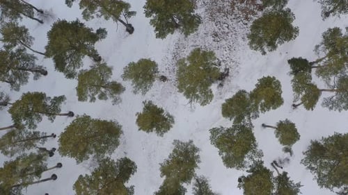 Aerial Photography Of Winter Pine Forest