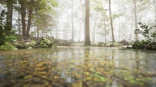A Stream Running Through a Lush Green Forest