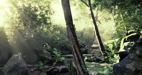 Sunlight Filters Through Dense Forest Trees in a Serene Woodland Setting