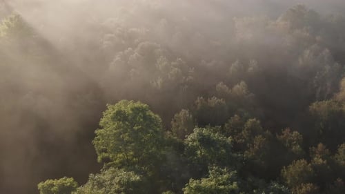 An aerial shot above a magical forest, where sunlight seeps through the morning fog