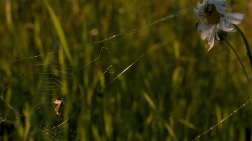 Spiders weaving webs on flowers