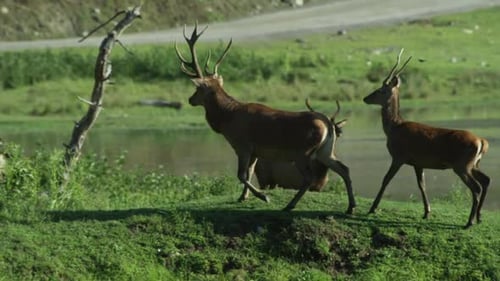 Canadian Wildlife - Majestic deer walking along the banks of a river
