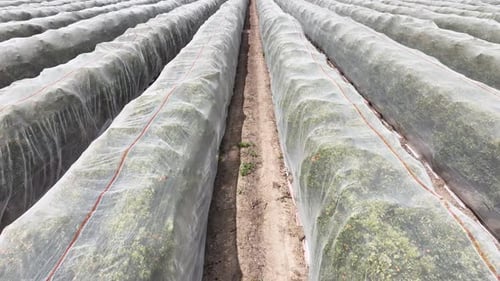 Aerial shot of rows of orange trees growing in California