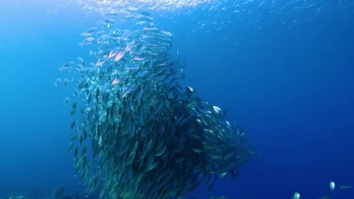 Erkundung der Tiefen: Entdecken Sie den Fischreichtum der Unterwasserwelt 4K