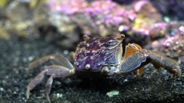 Rear view of aquatic crab (Perisesarma bidens) moving sand with claw ...