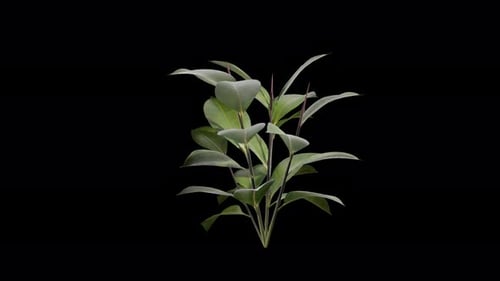 Ficus Plant gently swaying in a soft summer breeze