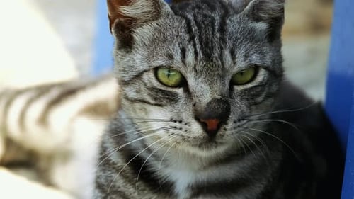 Nahaufnahme einer Portraitaufnahme einer Tabbykatze, die auf der Straße liegt. 4K. Streunende Katze.