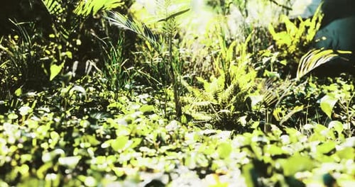 Lush Green Foliage Covers the Ground in a Tropical Environment
