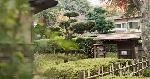 Japan, architecture and traditional houses in countryside with trees and nature in outdoor