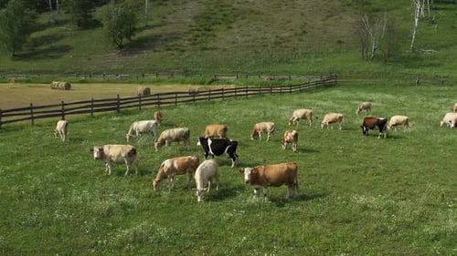 Cows Enjoying the Warm Sunlight While Grazing in a Lush Green Pasture