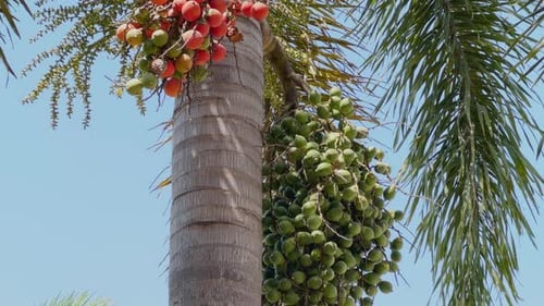 Foxtail Palm Fruit Ripening from Green to Red