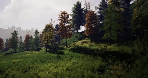 Lush Green Forest Landscape with Autumn Foliage on a Sunny Day in Nature