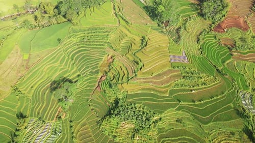 Aerial view of green terraced rice field. Beautiful pattern of agricultural field of rice field. Har