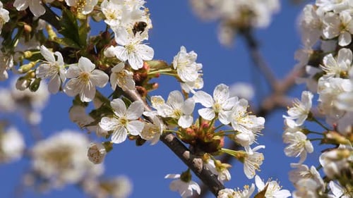 Flores de cerejeira na primavera contra um céu azul com nuvens brancas claras, natureza selvagem na primavera, está na hora