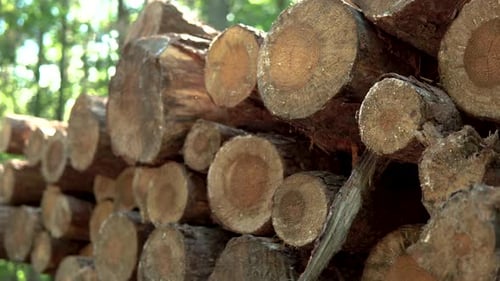 stack of cut wood laid out on a cluster, tree prepared for processing, close up and macro, down to t