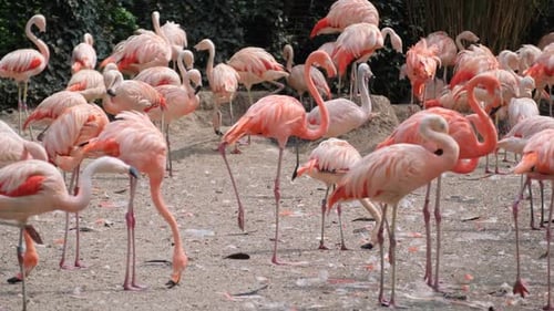 El flamenco es un ave de alas rosadas de la familia de los flamencos, una de las especies de flamencos modernos