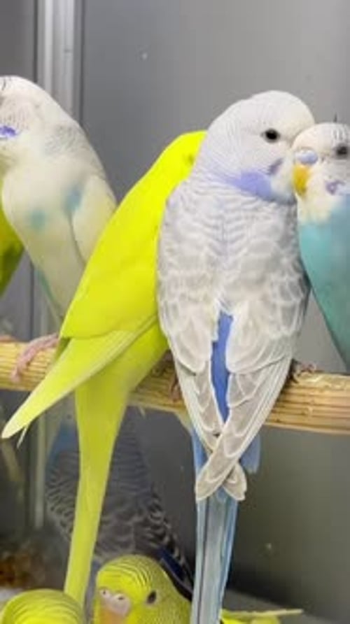 De nombreux petits perroquets colorés sont assis dans une cage en verre. Vidéo verticale sur de belles perruches