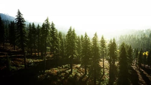 Colorful Sunset or Sunrise in Mountains with Pine Forest and Mist