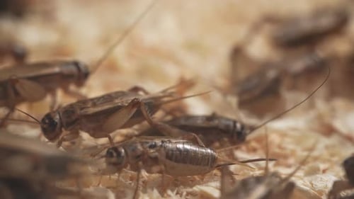 Crickets 13