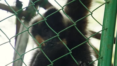 Curious black monkey interacts with visitors at wildlife sanctuary in daytime