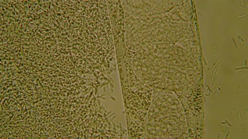 Scientific Microscopic View of Active Cells and Microorganisms