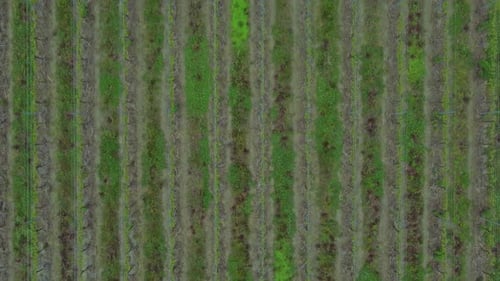 Top View of Green Fields and Plants on Farm in Countryside Irrl