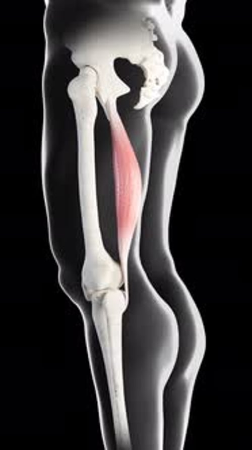 Semitendinosus Muscle Movement Side View Vertical Video