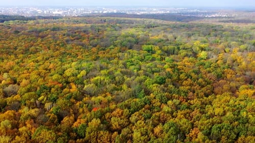 Top autumn wood. Beautiful nature background. Autumn forest with colorful trees.