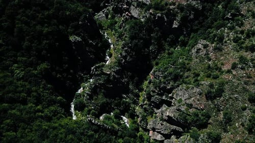 view of green forest in the morning