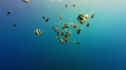 Shoal Of Schooling Bannerfish Swimming In The Red Sea. underwater, slow motion