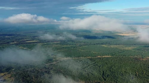 Wolken über dem Sommerwald