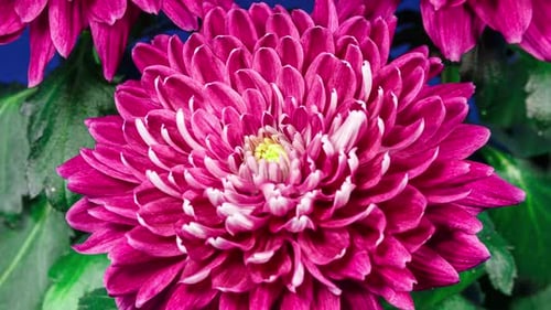Red Chrysanthemum Flower Moving Petals While Blooming in Time Lapse Close Up