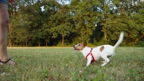 Hund läuft auf einer Wiese