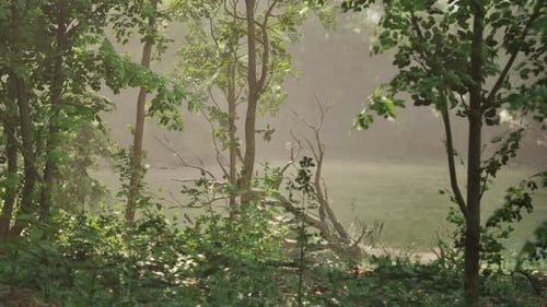 A Foggy Forest Filled with Lots of Trees Dark Forest