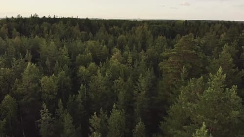 Ein atemberaubender Luftüberflug über einen üppigen Wald, der die natürliche Schönheit dichter grüner Baumkronen einfängt. Pe
