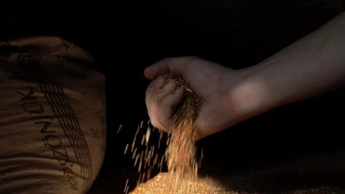 Agricultor bem-sucedido processando e embalando sementes de trigo em um saco ou saco após a colheita, câmera lenta