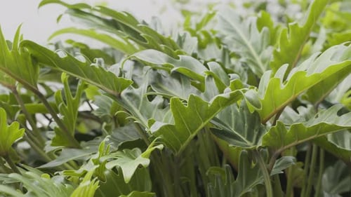 Ralenti tranquille : un philodendron luxuriant à feuilles fendues se balançant dans la brise