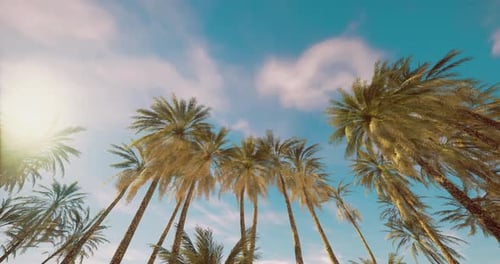 Tagsüber heller Himmel unter Palmen an einem tropischen Strand