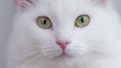 Cat Muzzle Closeup Green Eyes White Domestic Cat