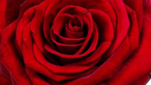 Blooming Red Rose Close Up on White