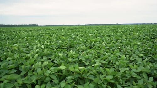 Soybean plantation. Spring. Green young leaves. close-up. Panorama