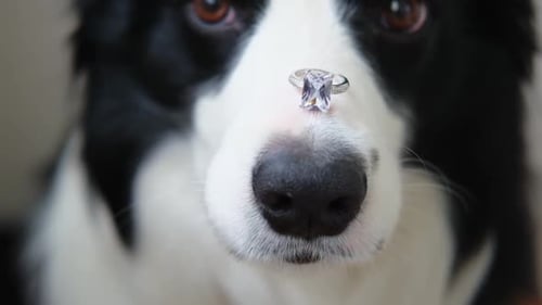 Quer se casar comigo Retrato engraçado de um cachorrinho fofo Border Collie segurando a aliança de casamento no nariz