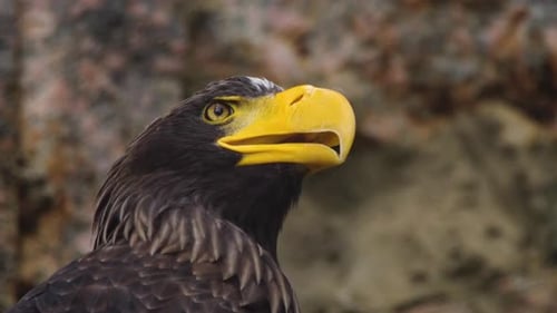 Vue Cinématique d'Eagle Bird et de la faune dans la forêt profonde