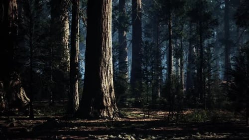 Majestic Sequoia Trees Towering in a Serene Forest During Early Morning Light