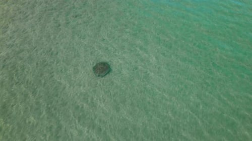 Des raies planent dans des eaux turquoises peu profondes avec des vagues claires de l'océan à Playa Cocles au Costa Rica