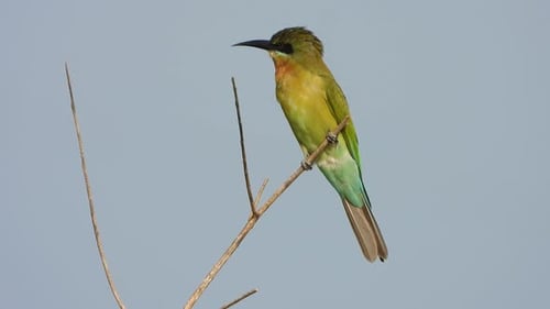 Bee eater in pond area .tree .green .