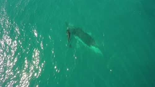 Aerial view of bonding moment between Humpback whale mom and baby