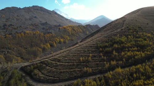A Large Forest and Mountain Landscape Full of Poplar Trees