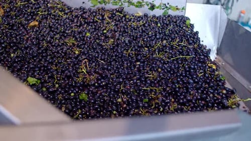 Harvesting fresh grapes in a vineyard during late summer for winemaking production